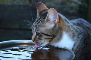 5 ragioni per cui il gatto non beve dalla ciotola
