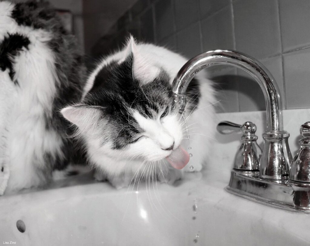 gatto bere rubinetto
