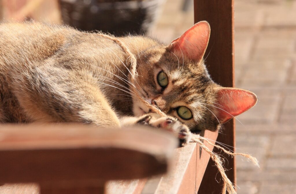 micio adorabile tigrato