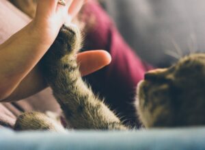 5 tipi di proprietari di gatti secondo la scienza