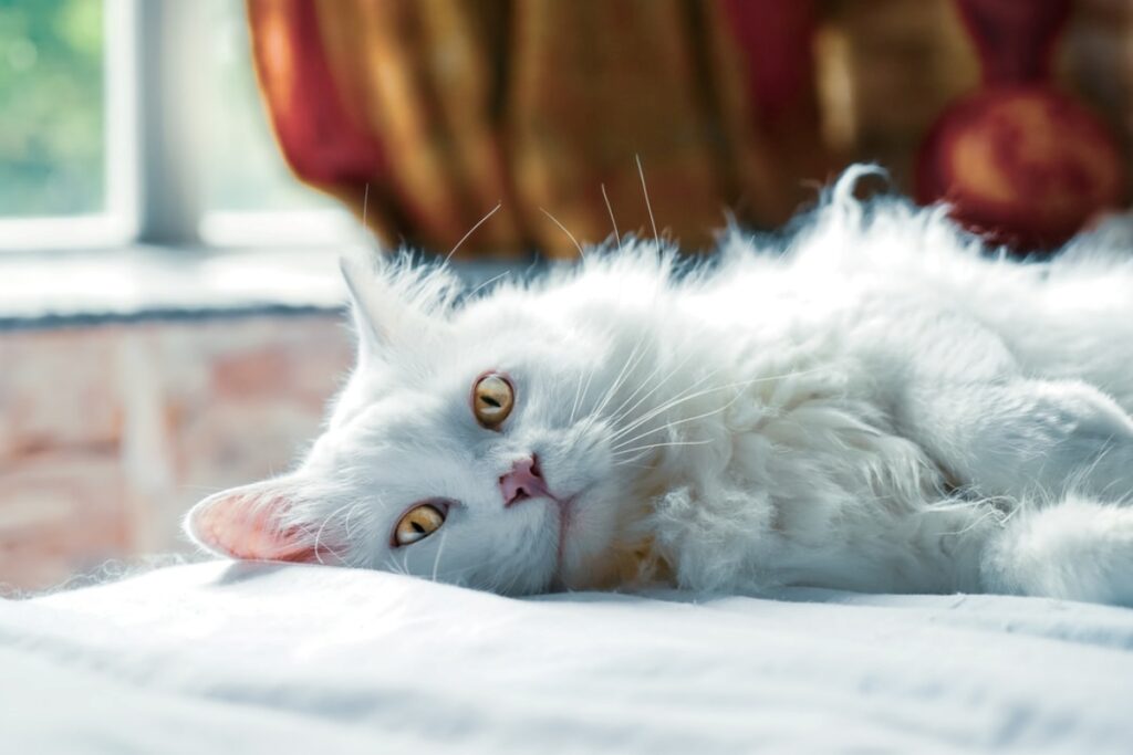 gatto bianco muso