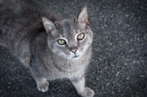 6 espressioni facciali del gatto che devi saper riconoscere