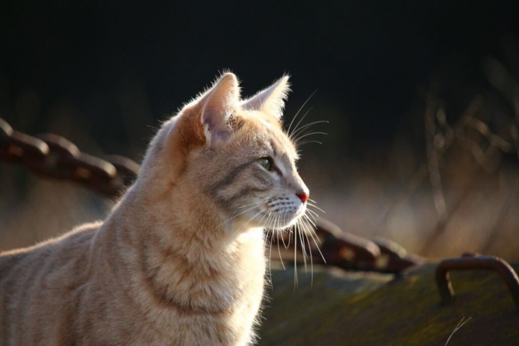 gatto orecchie fisso