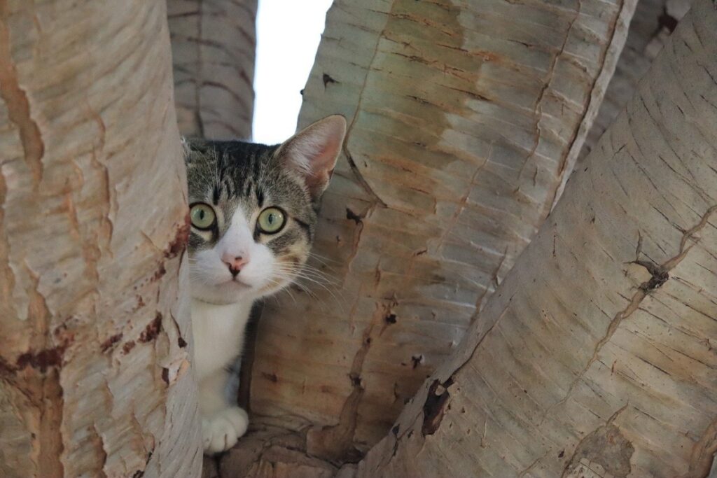 gatto pianta albero