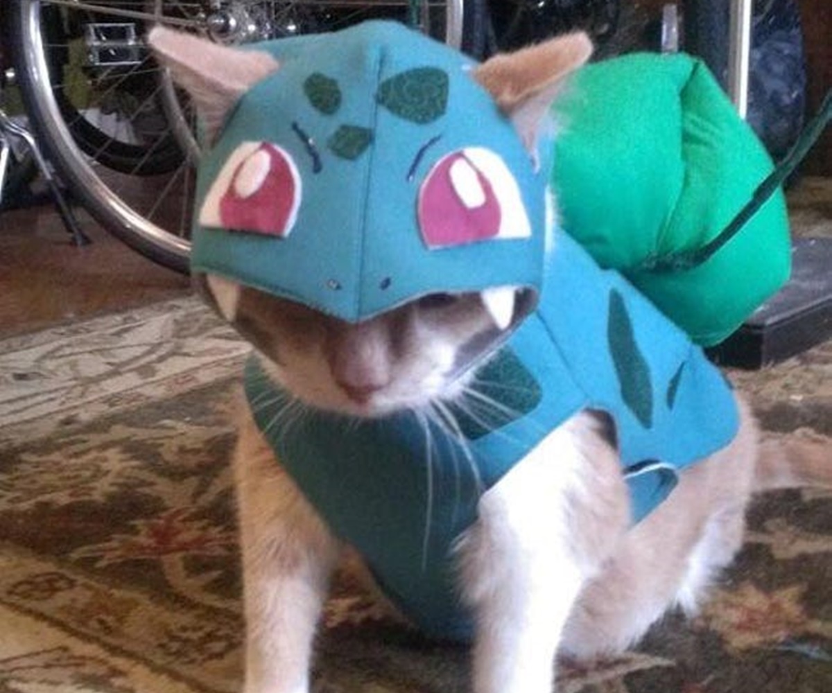 gatto pokemon