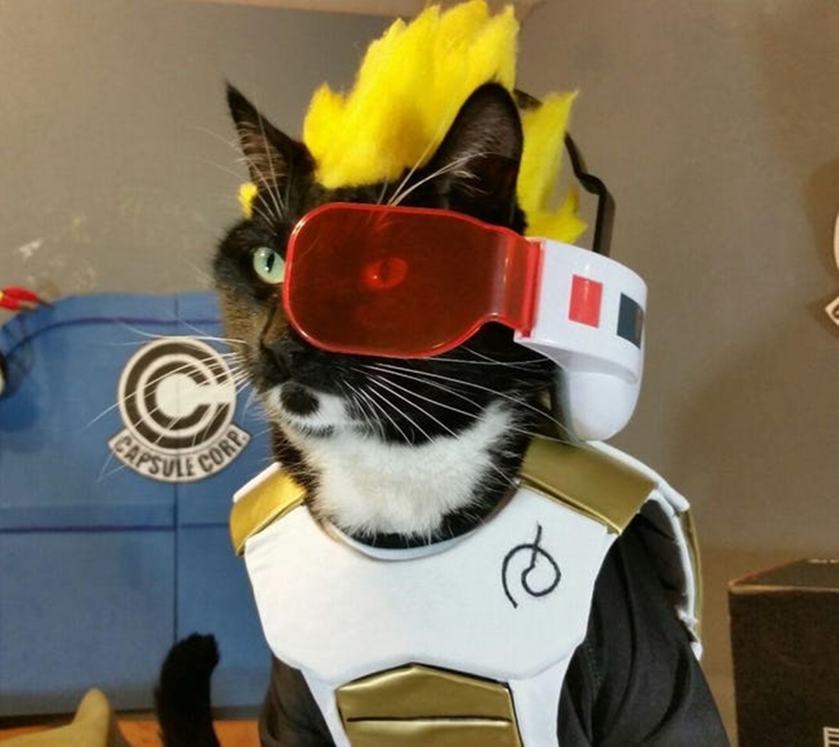 gatto vegeta