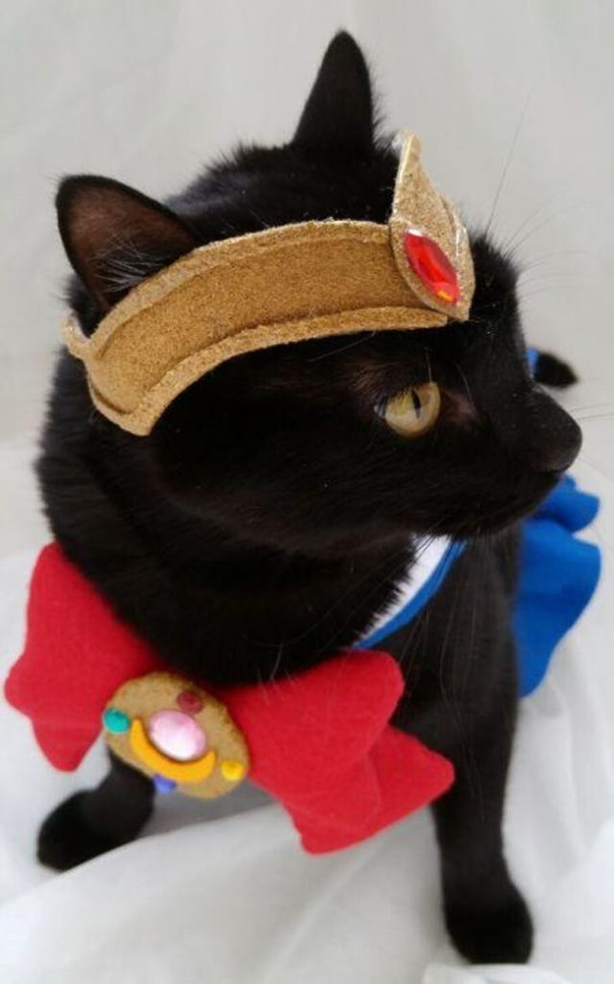 gatto sailor moon