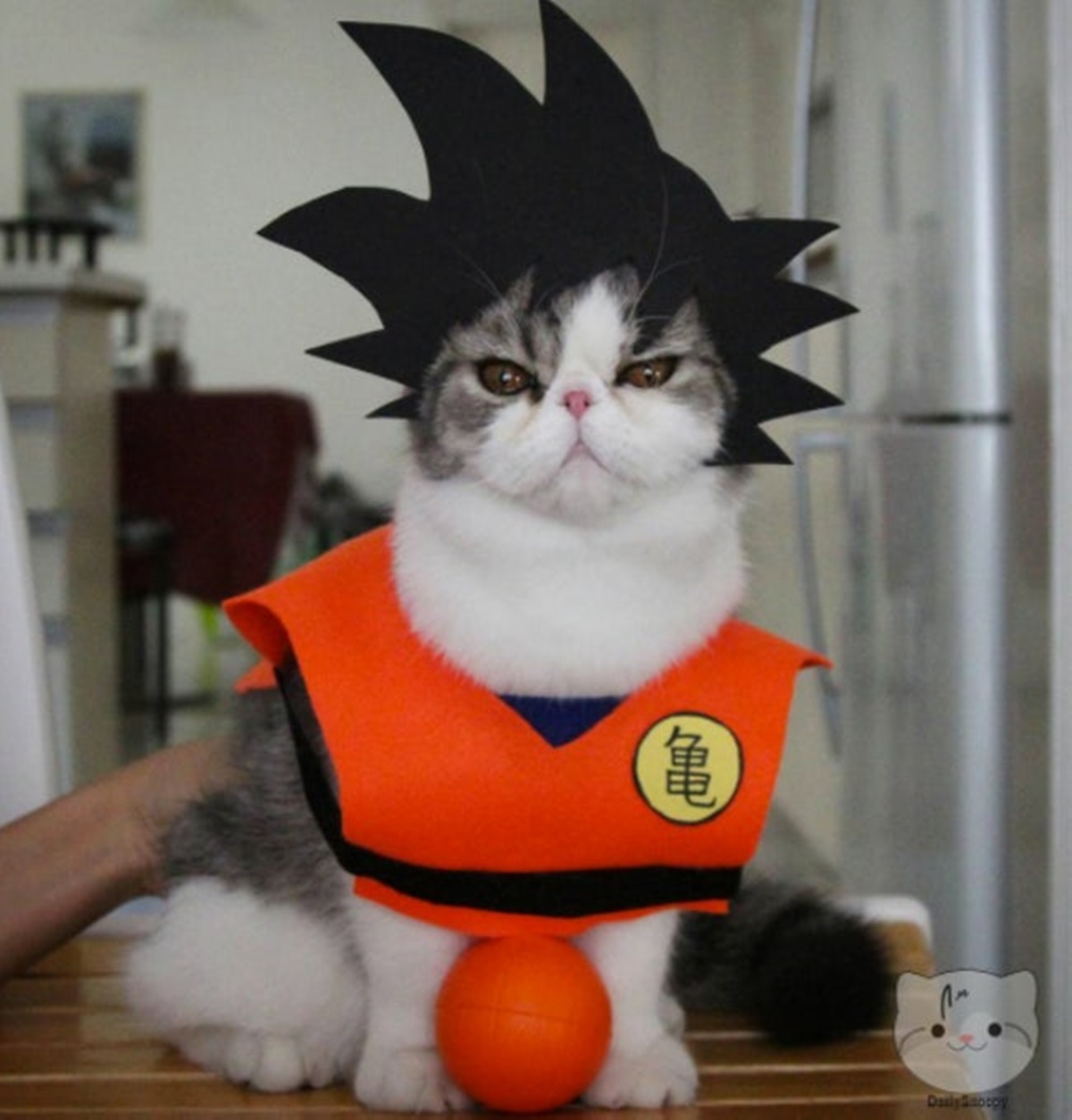 gatto goku