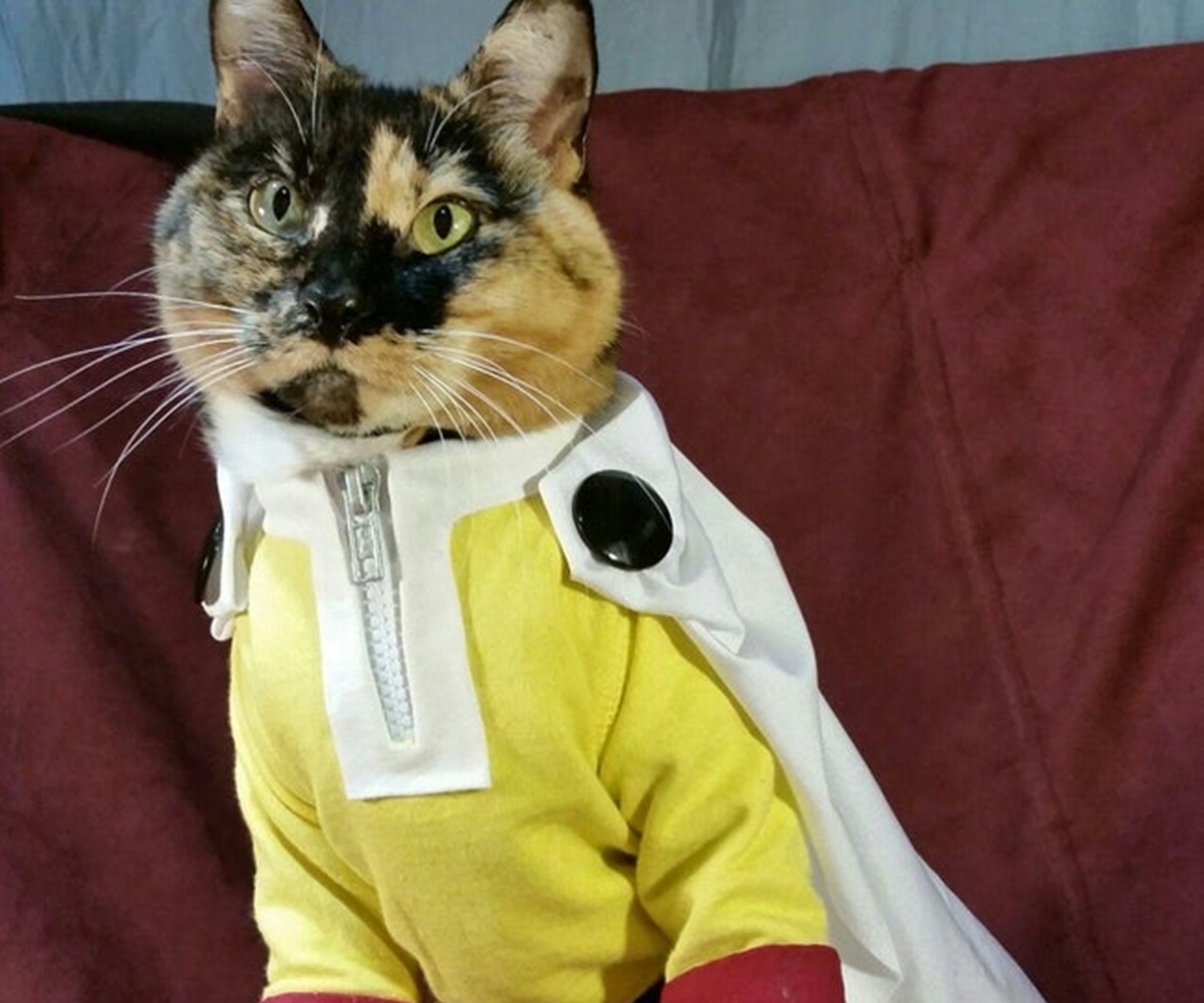 gatto one punch