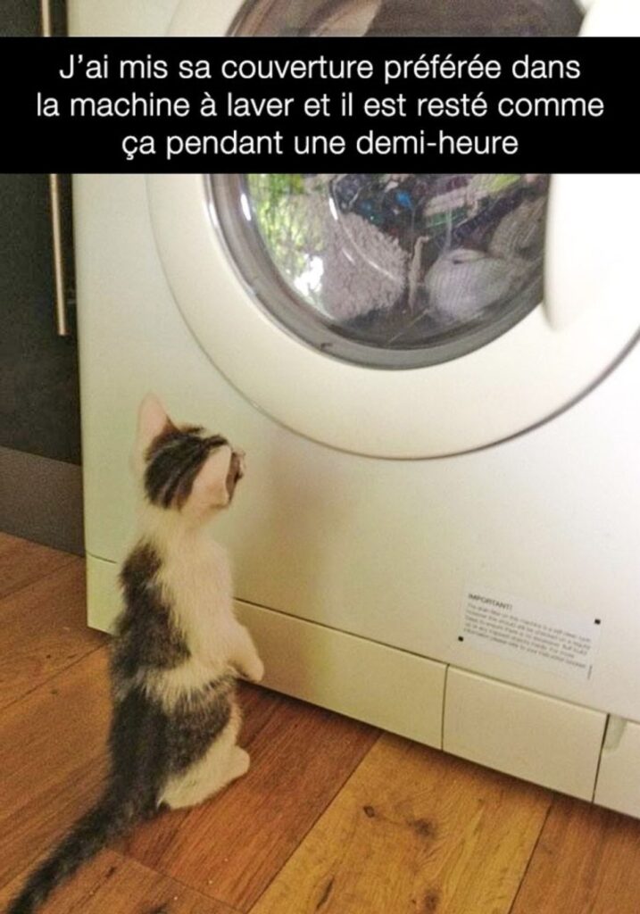 gatto lavatrice guarda