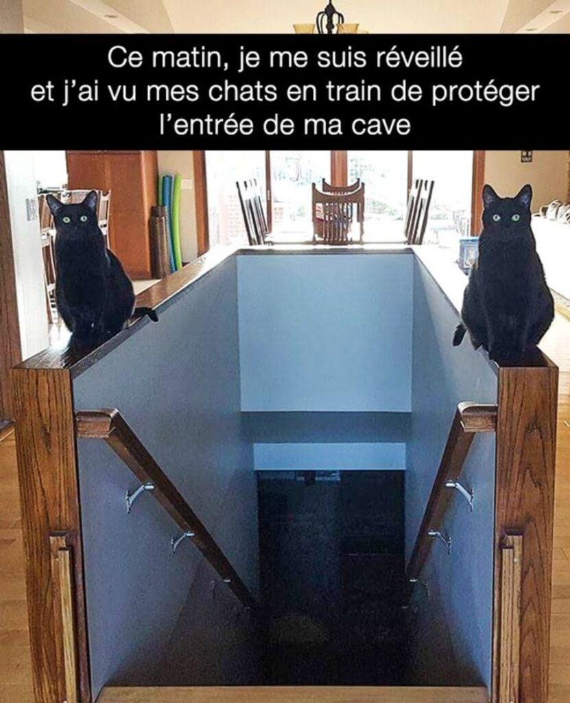gatti neri scale 