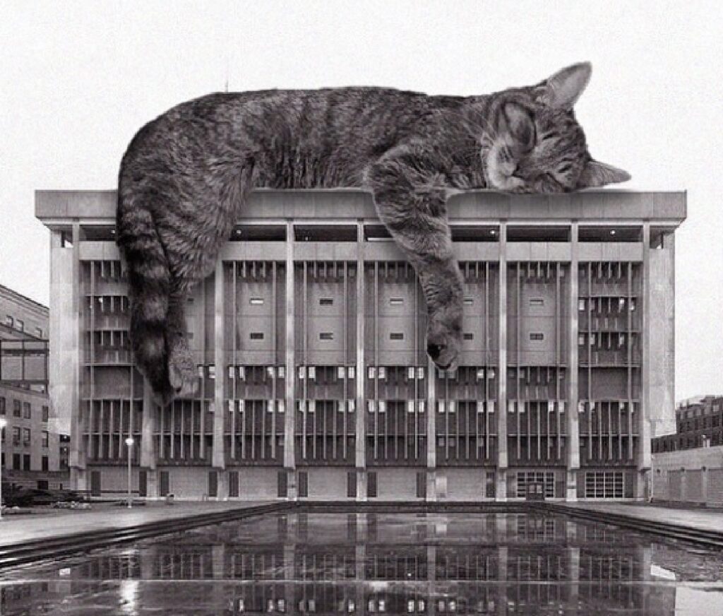 gatto sopra edificio milwaukee