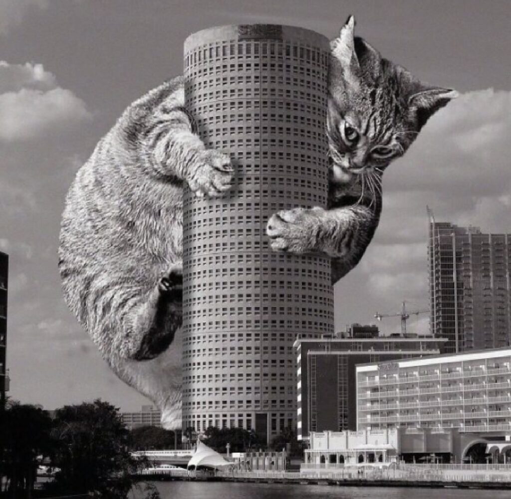 gatto tampa florida edificio 