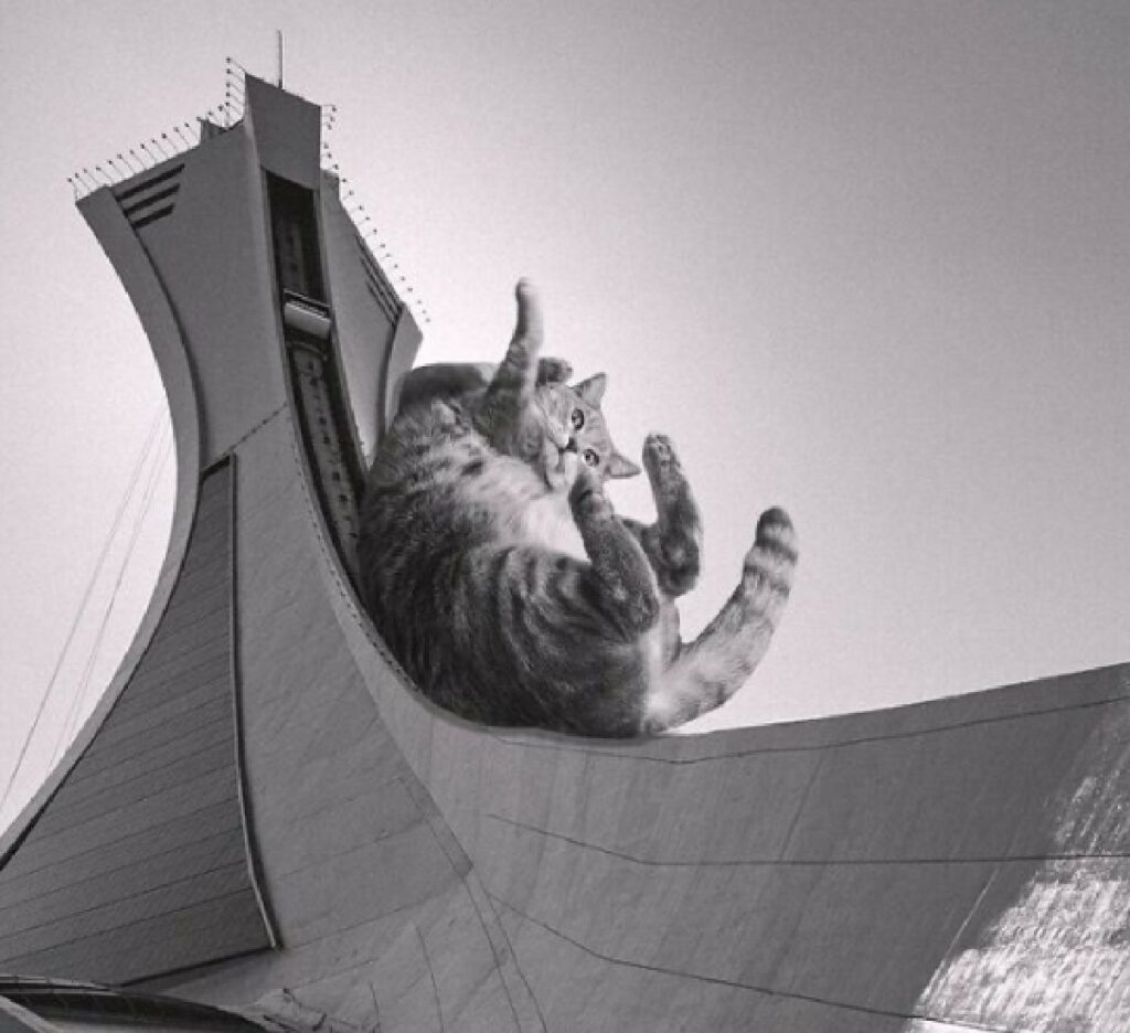 gatto scivola torre montreal