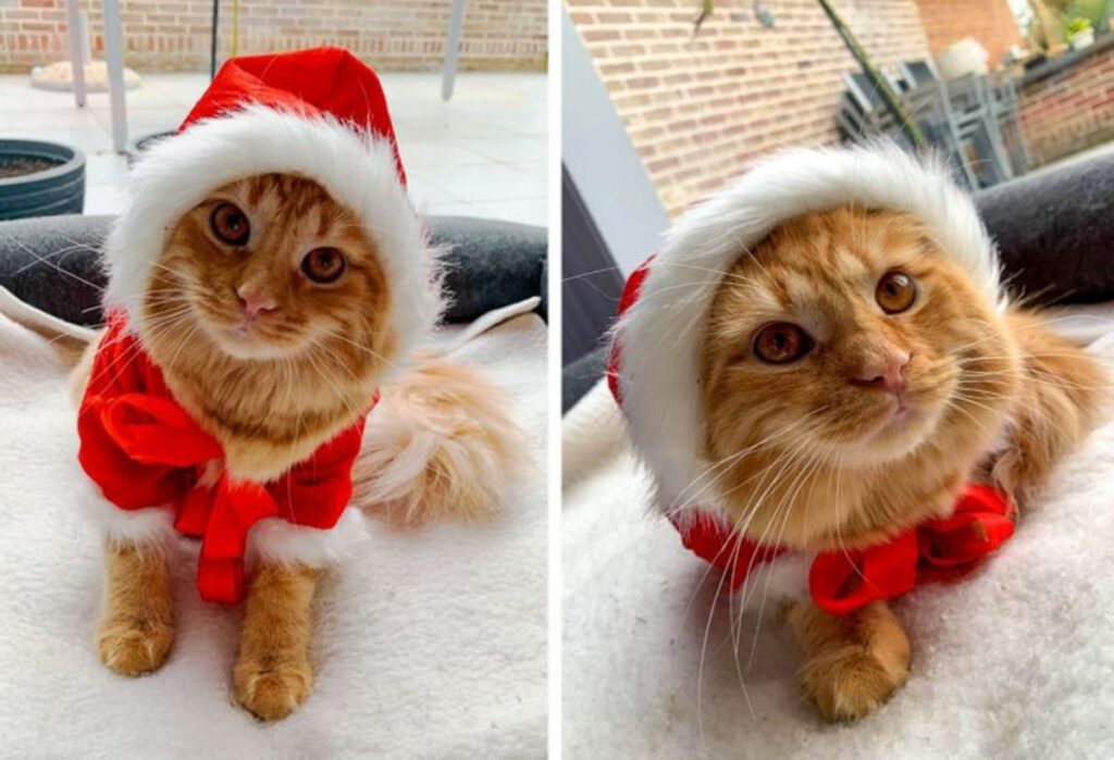 gatto natale cappello