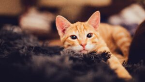 8 foto che dimostrano quanto i gatti rossi siano speciali