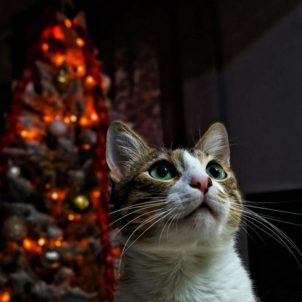 gatto albero natale