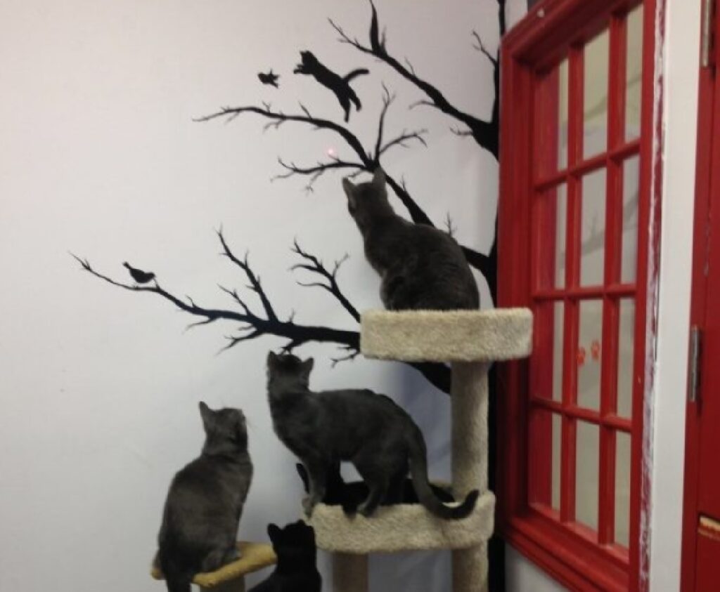 gatti neri su albero felino