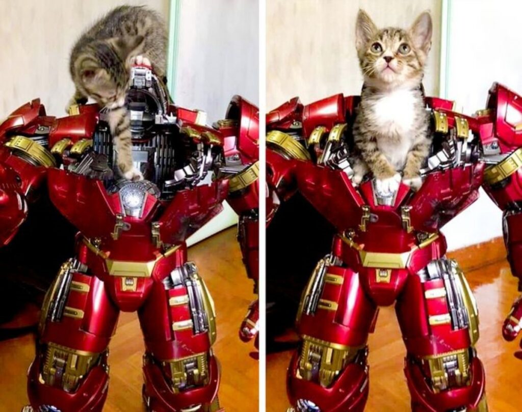 gatto iron man