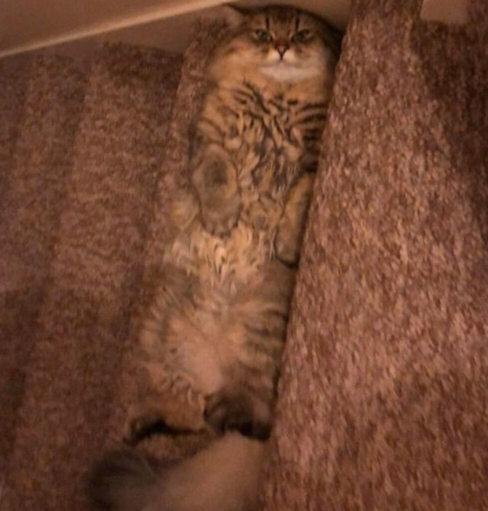 gatto scale nascosto