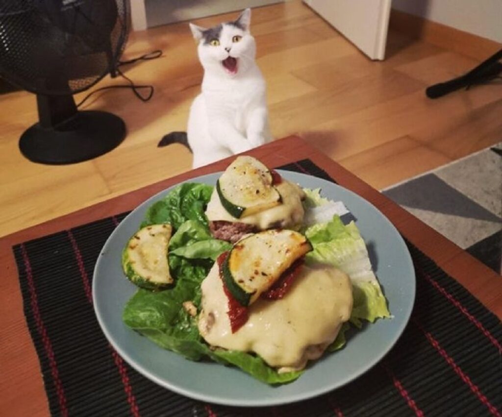 gatto piatto cibo