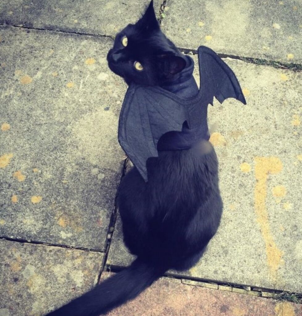 gatto ali batman