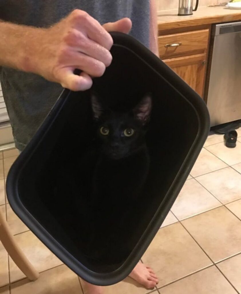 gatto dentro contenitore