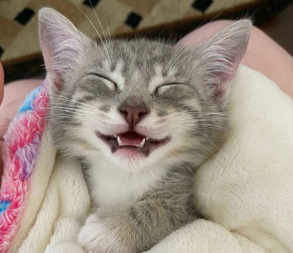 gatto sorriso dopo adozione