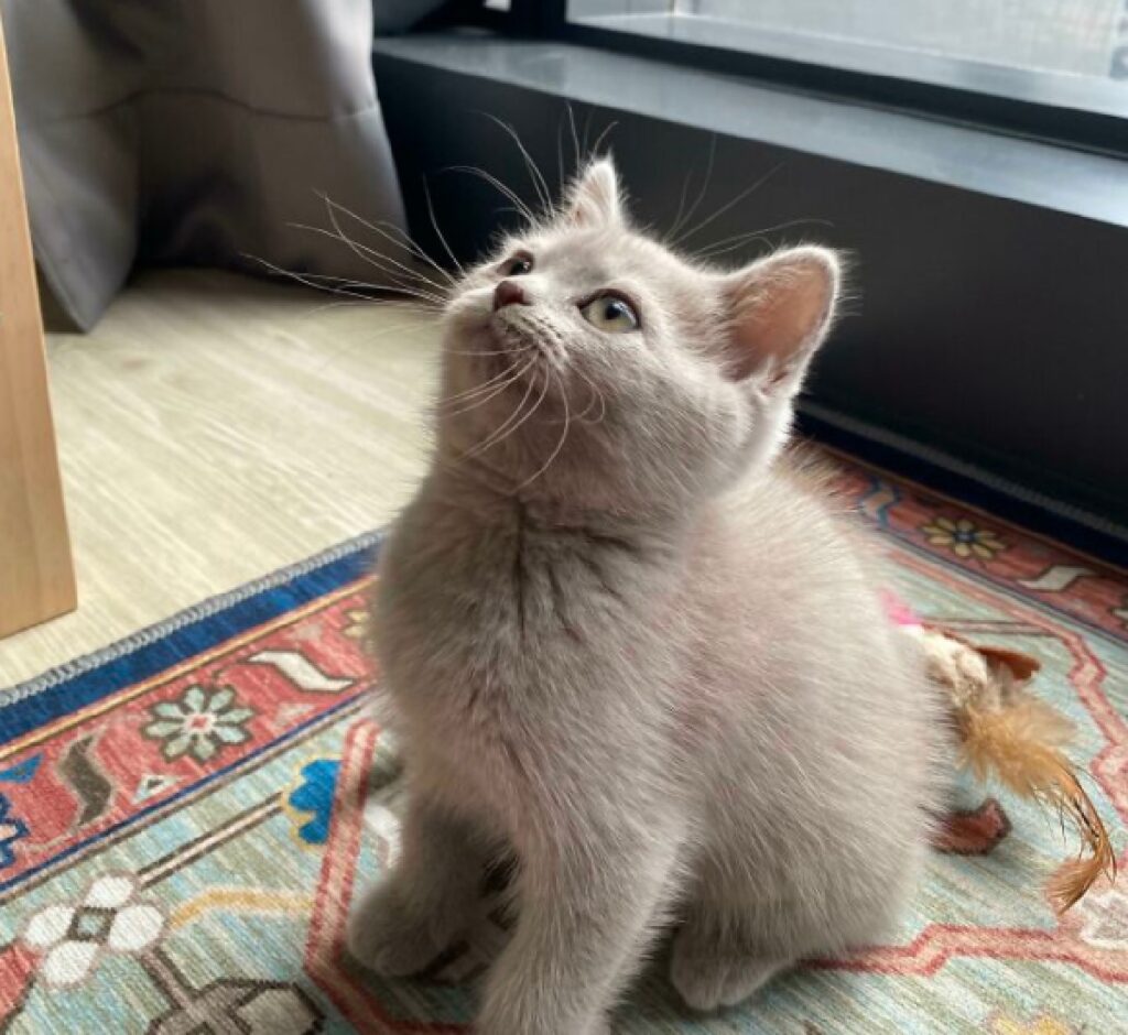 gatto bianco grigio sguardo