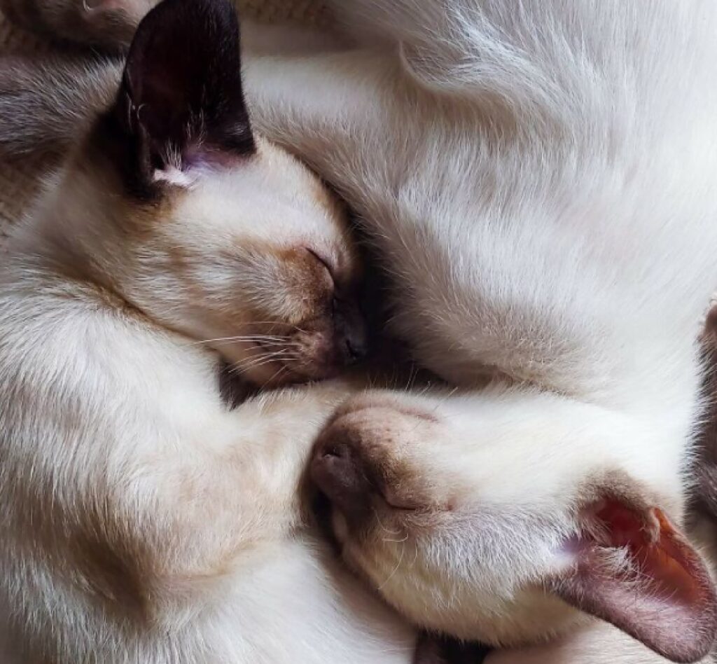 coppia di gatti adozione congiunta