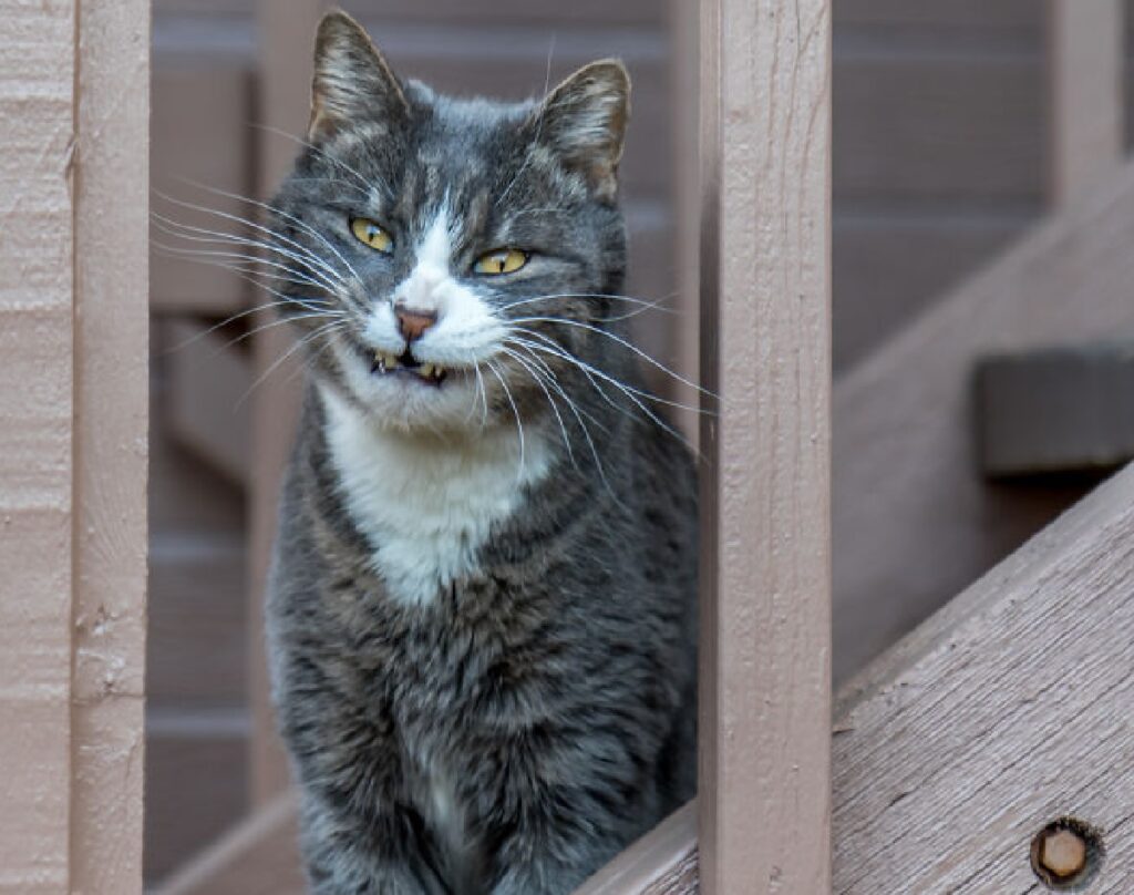 gatto mette in mostra denti affilati