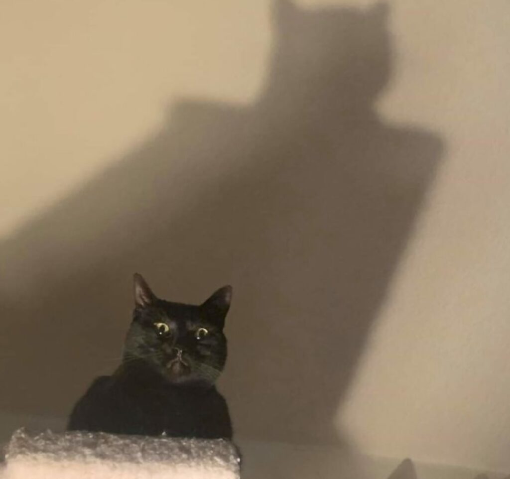 gatto nero ombra alle spalle