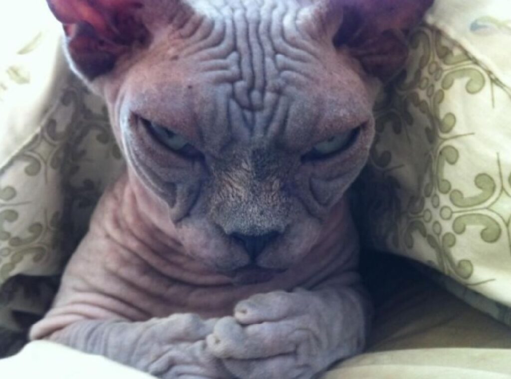 gatto senza pelo sphynx