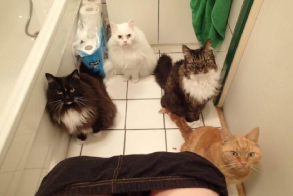 gatto sguardi minacciosi bagno