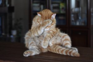 8 foto di gatti che ci fanno capire come sia monotona la vita senza di loro