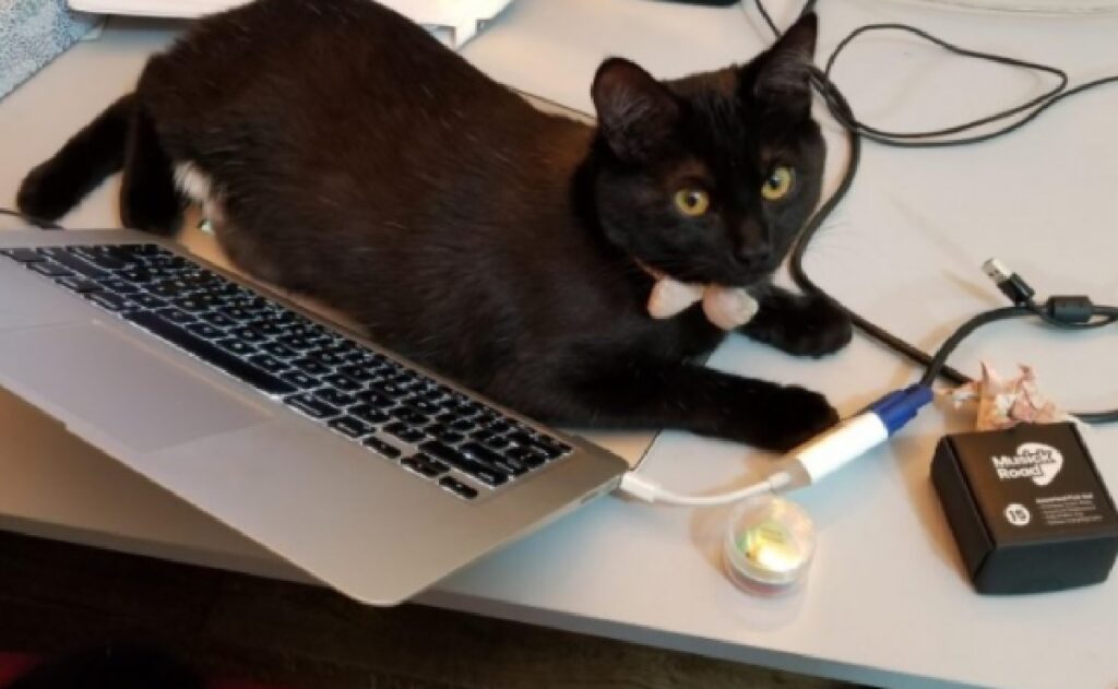 gatto impedisce lettura computer