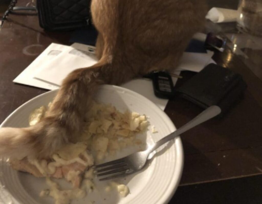 gatto sporca piatto con coda