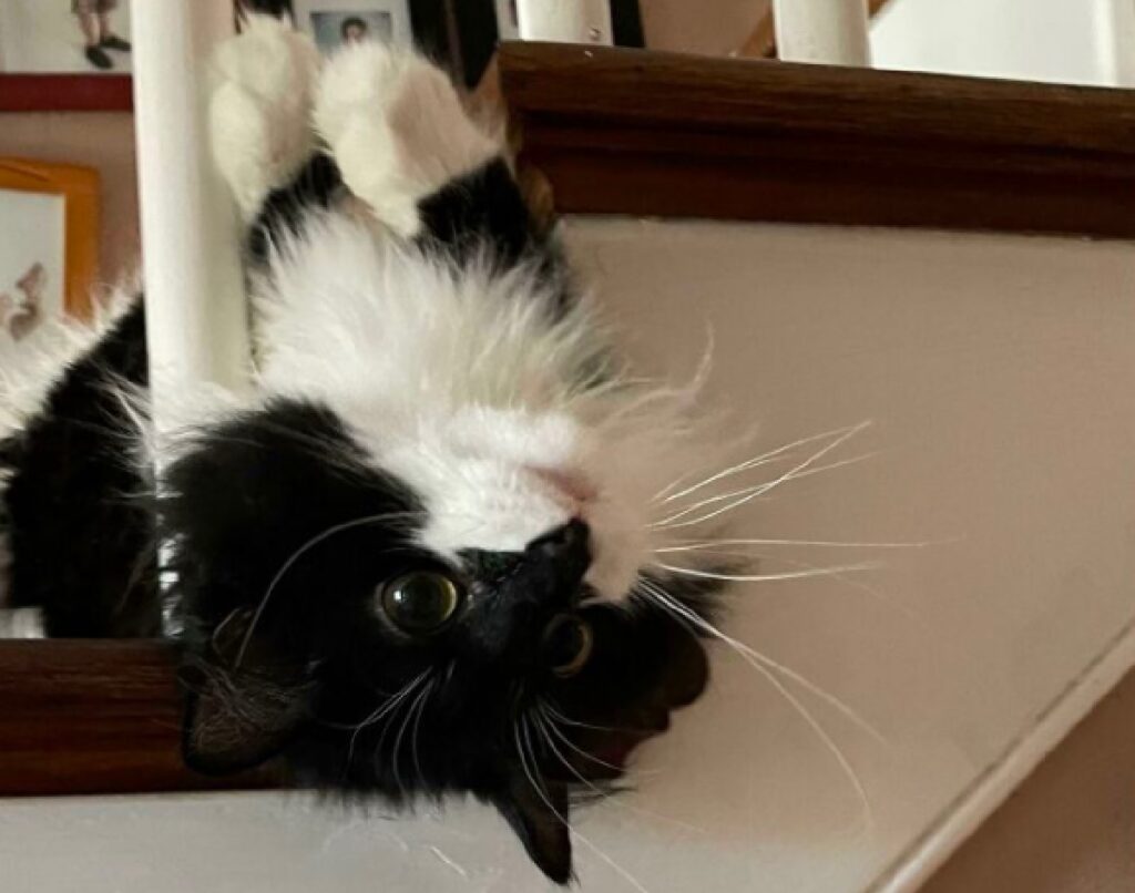 gatto testa giù per scale