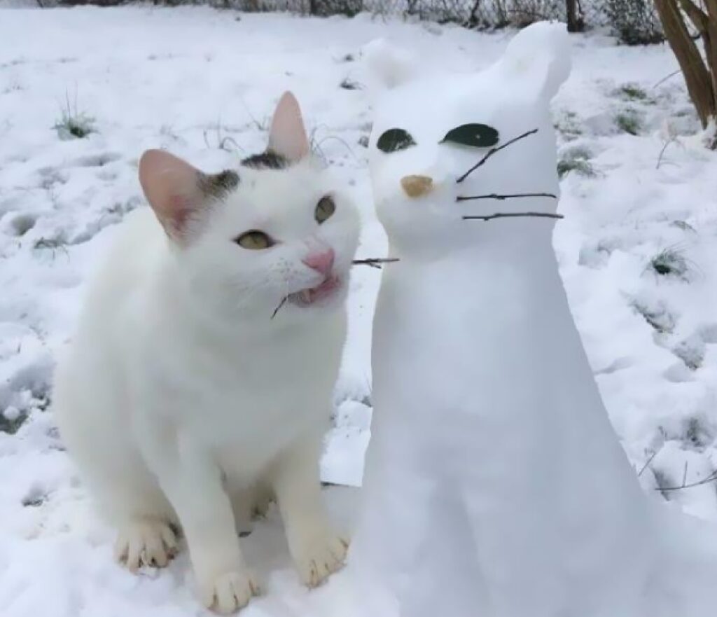 gatto pupazzo di neve bianco