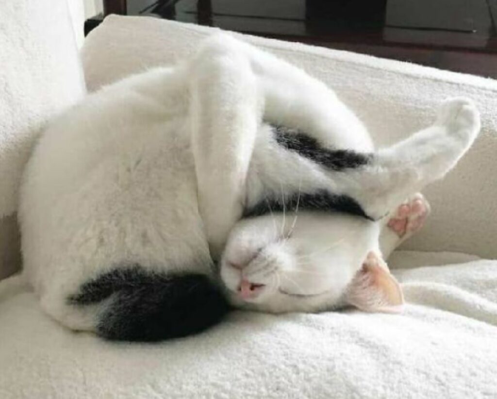 gatto pratica lo yoga