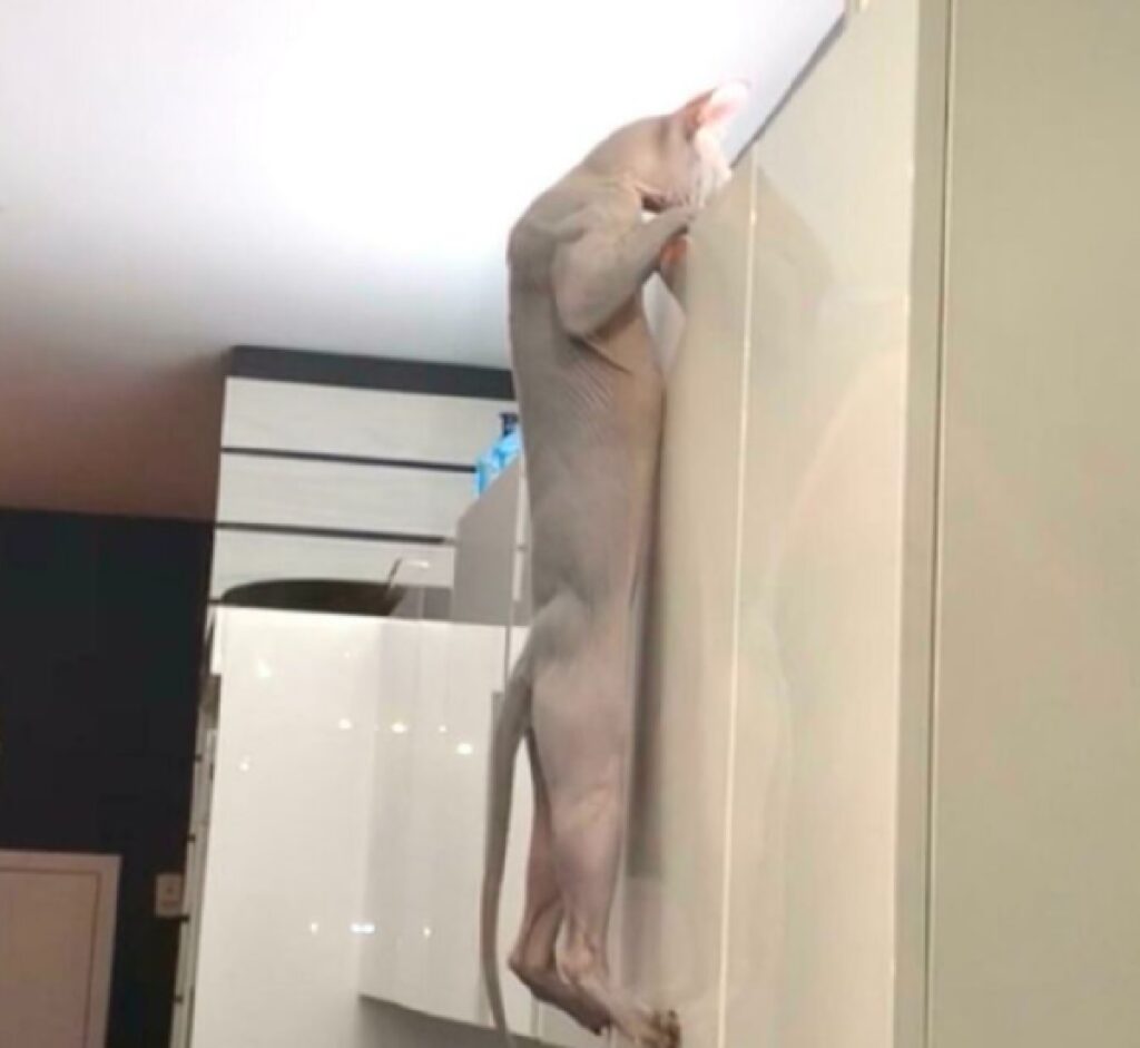 gatto scalata mobili cucina
