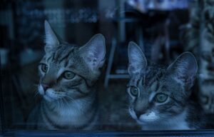 8 foto di gatti che dimostrano come averne 2 in casa possa fare la differenza