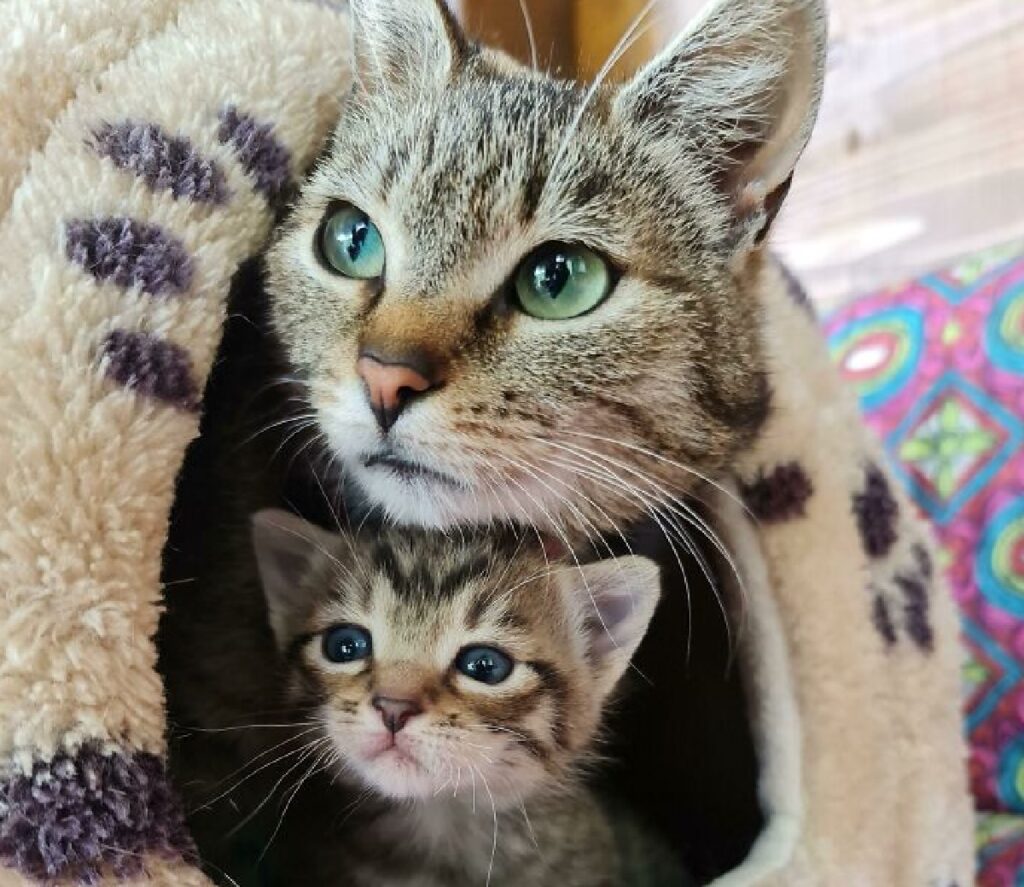 gatti madre figlio dentro cuccetta