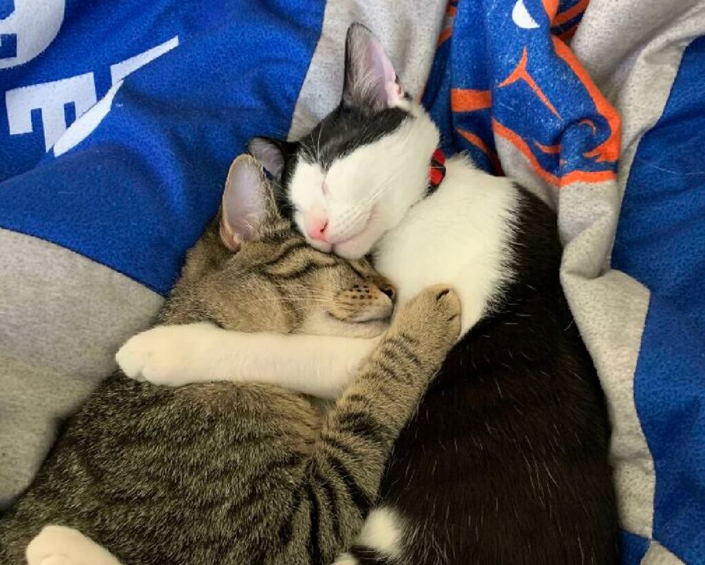 abbraccio amorevole gatti letto