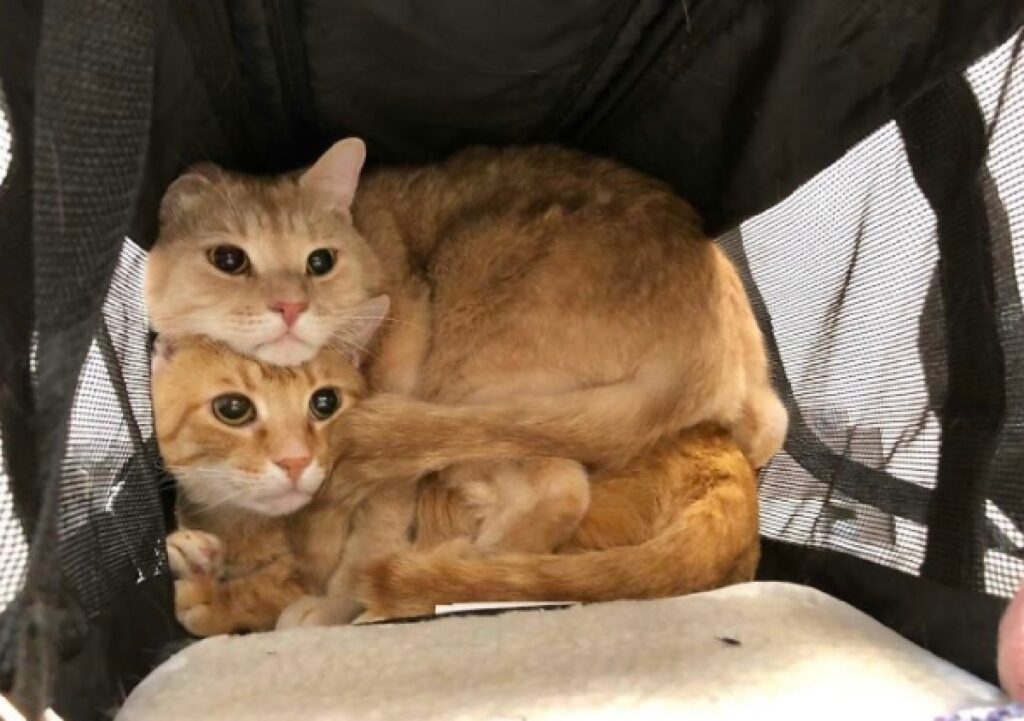 gatti arancioni arrivati veterinario