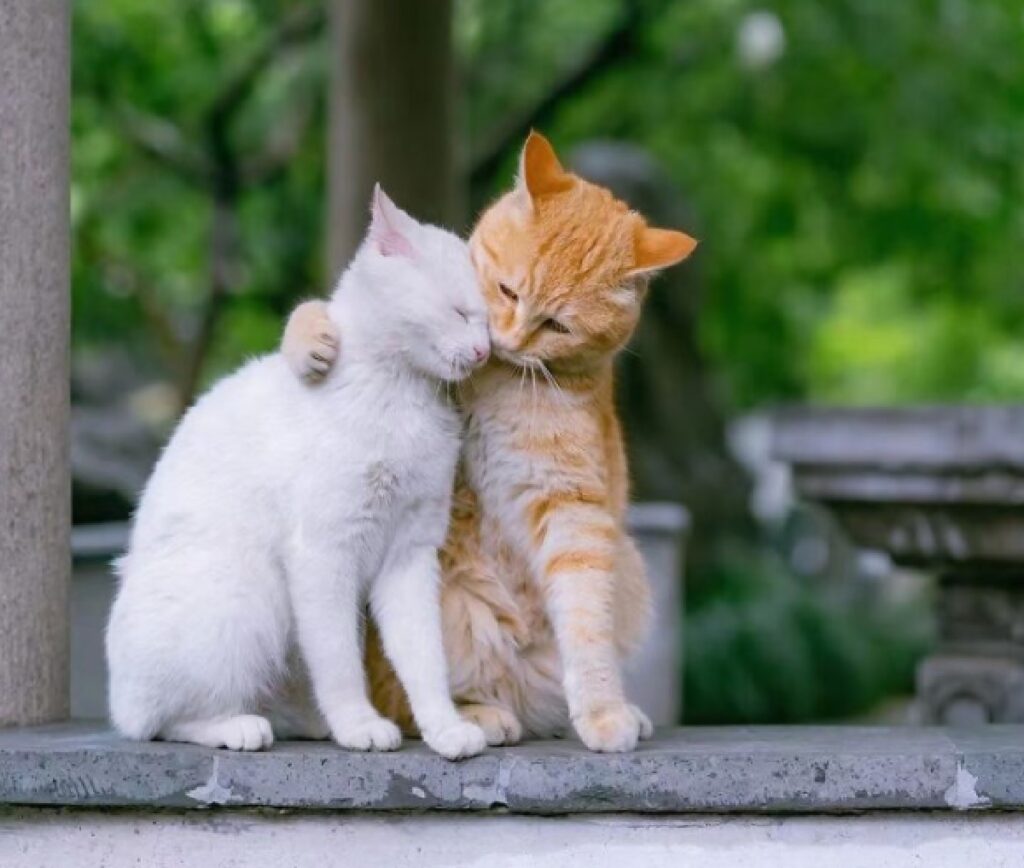 gatto bianco gatto rosso abbraccio