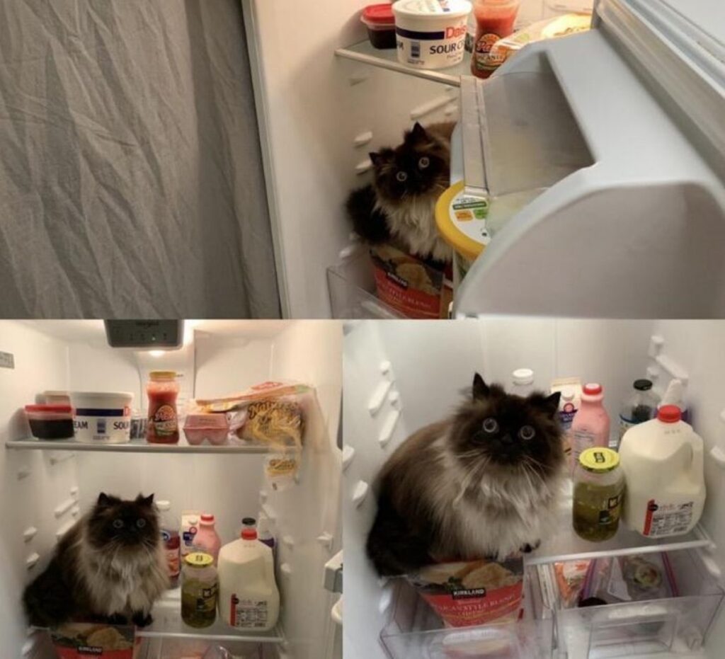 gatto frigo cibo