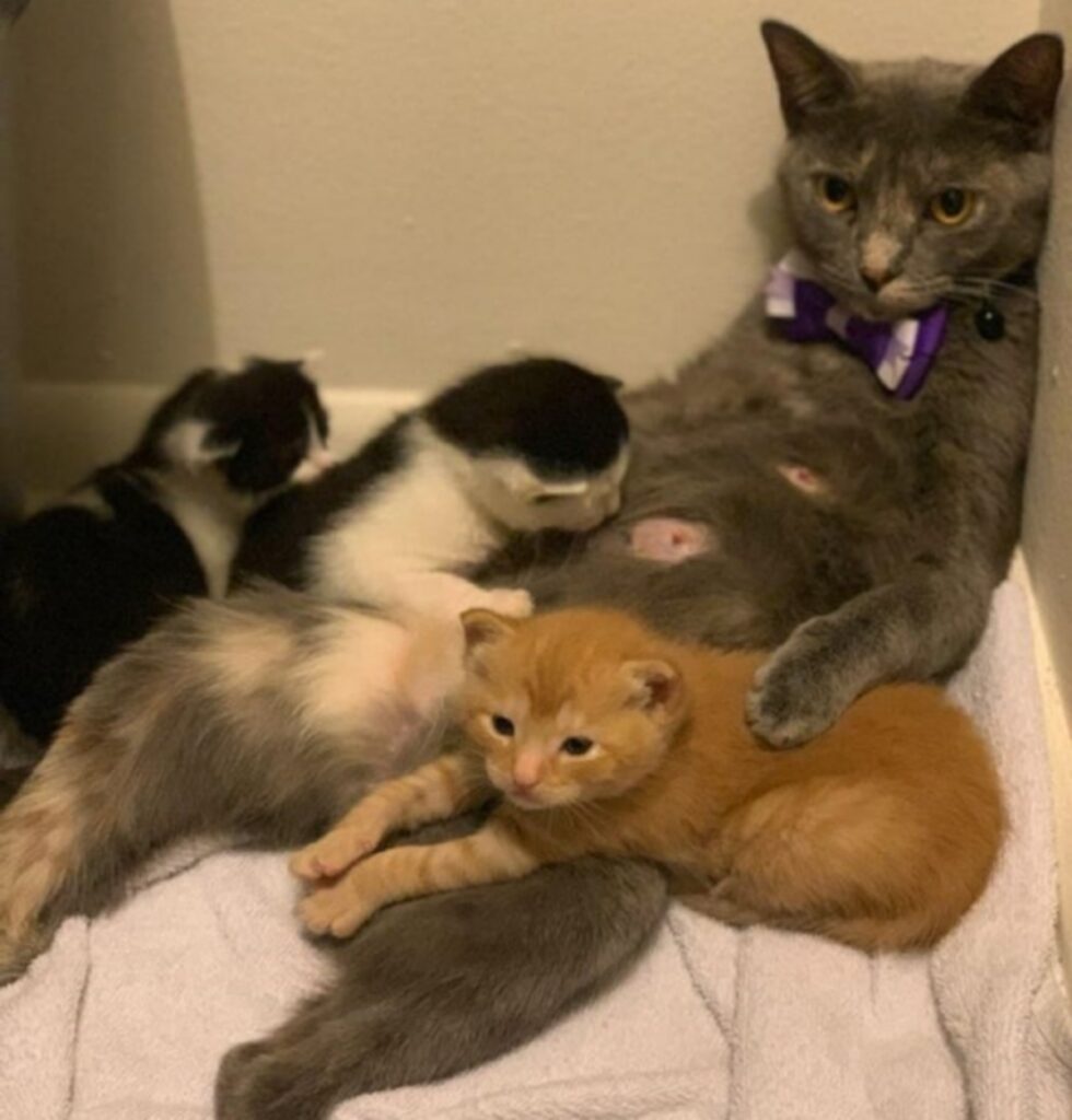 gattini piccoli mamma