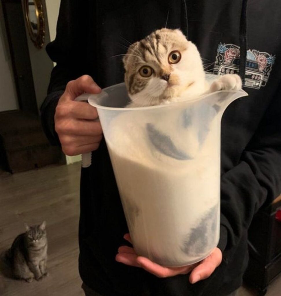 gatto contenitore liquido