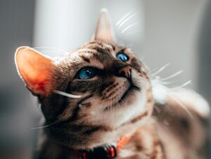 8 foto di gatti che dimostrano quanto sia stupendo averne uno